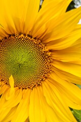 the sunflower is close . yellow background. summer poster . a big flower . front view