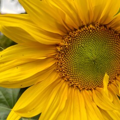 the sunflower is close . yellow background. summer poster . a big flower . front view