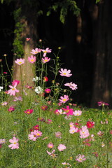 秋桜の花畑, Cosmos field