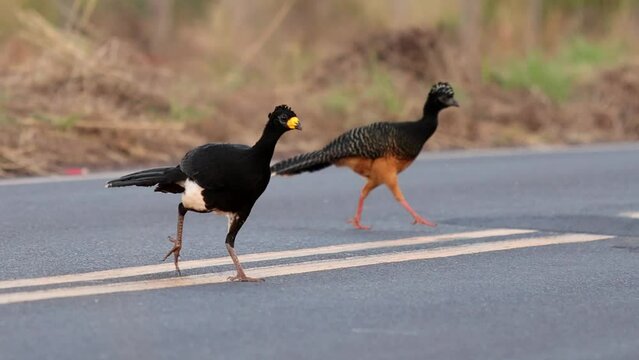male and female couple Adults Bare-faced Curassow