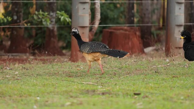 Female Adult Bare-faced Curassow