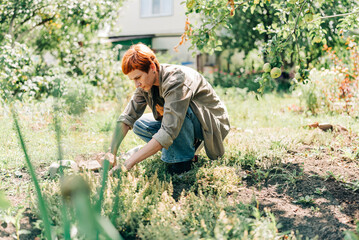 Fototapeta premium Woman cut off plants in the garden. Organic farm products hobby or small business