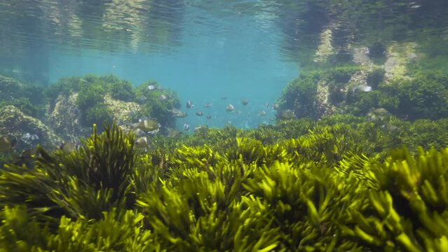 Shoal of fish with ripples of seaweed in shallow water, Atlantic ocean, natural underwater seascape, (Diplodus sea breams fish and Codium tomentosum algae), Spain, Galicia