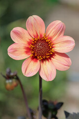 Peach-pink single-flowered dahlia blossom. Group 1. Central disc with an outer ring of florets.