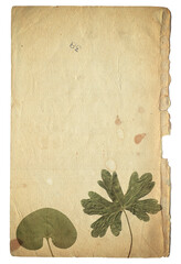 Vintage background of old paper texture with dry plant
