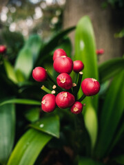 Clivia plant