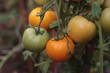 Yellow tomatoes on a branch in a greenhouse. 