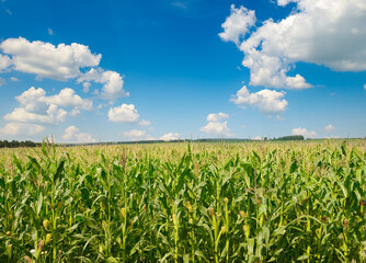 Fototapeta na wymiar Bright corn field with ripe ears corn and blue sky.