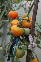 Yellow tomatoes on a branch in a greenhouse. 