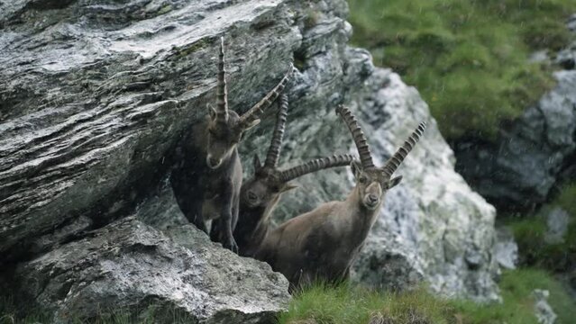 Glimpses of the wild: Majestic ibex in the Austrian Alps, a mesmerizing slow-motion ode to nature's resilience. Rain-kissed fur and crystal-clear gaze reveal the intimate beauty of a rugged habitat.