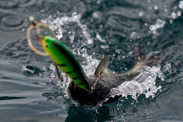 Small saithe fish caught by a colourful wobbler in trolling fishing in the Barents Sea in Northern Norway in Finnmark.