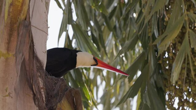 adult toco toucan