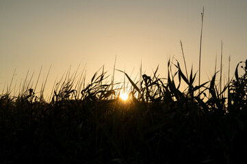 Fototapeta na wymiar Pflanzen im Sonnenuntergang