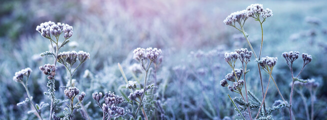 Frost-covered plants in a meadow against a blurred background - Powered by Adobe