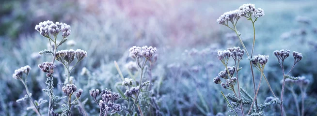 Papier Peint photo Herbe Frost-covered plants in a meadow against a blurred background