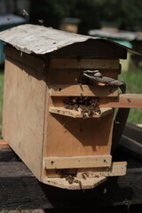 Honey bee nucleus hive on a stand in an apiary in sunshine. Photo of a wooden nucleus with bees on the entrance. 