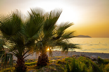 Palm trees on the shore of the Adriatic Sea during sunset, Vlora, Albania