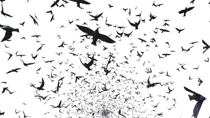 starlings, group of birds, isolated on transparent background