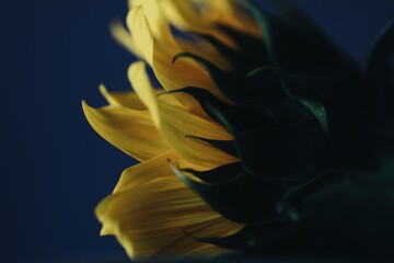 blue and yellow