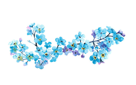 Watercolor wild flowers and grass. Blue forget-me-not flowers on a white background