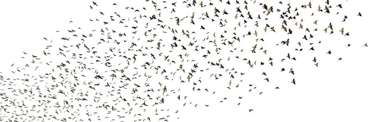 starlings, group of birds isolated on transparent background banner