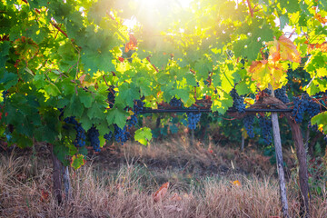 Vineyard agricultural fields in the countryside, beautiful landscape during sunrise.