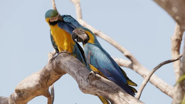 Adult Blue and yellow Macaw of the species Ara ararauna