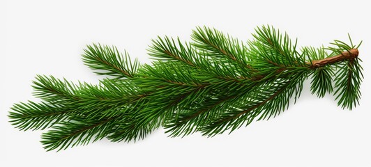Closeup of spruce of fresh green fir or sprue branch, isolated on white background (Generative Ai)