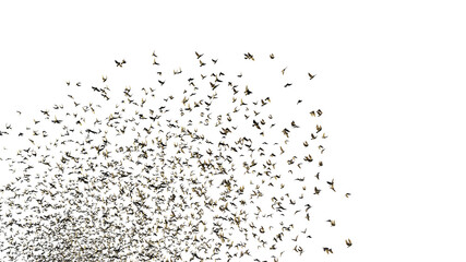 starlings, large group of birds, isolated on transparent background