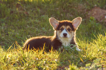 Charming Corgi doggy with big ears and sable-white fur stand on sunshine. Interested puppy walking and enjoy nature.