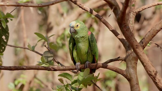 Adult Turquoise fronted Parrot
