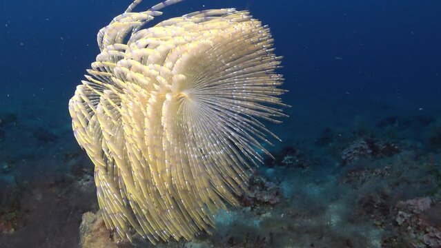 Deep underwater life - Sea worm -spirograph- 46 meters depth