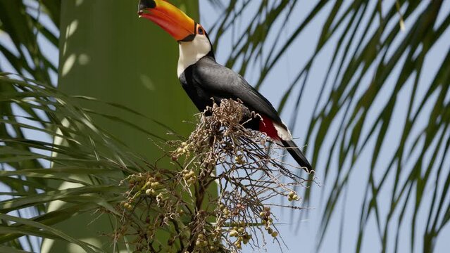 adult toco toucan