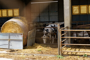 cows in a covered farm pen behind a fence at a dairy farm.
