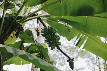 Large green bananas on a palm tree branch bottom view