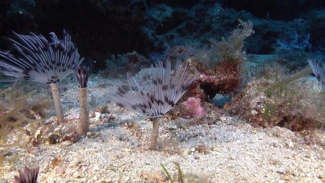 Marine life - Little sea tube worms closes near the camera