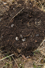 Larven von Rosenkäfer ausgraben, Engerlinge im Gartenbeet entfernen
