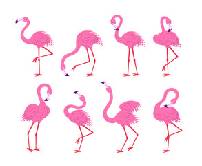 Obraz premium Cartoon Characters Cute Pink Flamingos Set Concept Flat Design Style. Vector illustration of African Bird Flamingo