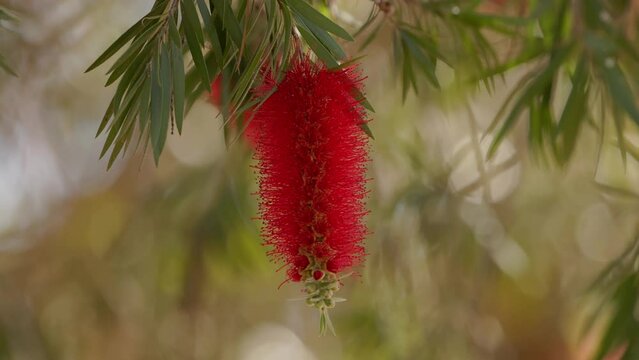 Bottlebrush Flowering Tree