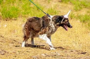 A big dog in a funny hat walks in the park. Funny animals, holiday for pets.
