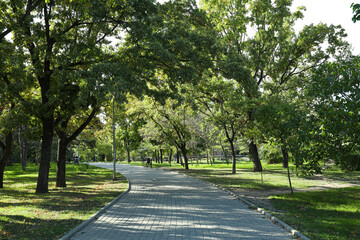 Fototapeta na wymiar Summer park in the city, trees and a path for walking.
