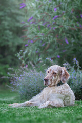 dog in the park