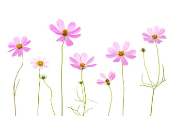 Pink cosmos flowers isolated on white background. Beautiful summer floral composition.