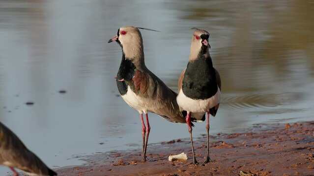 Adult Southern Lapwing Bird