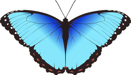 Blue morpho butterfly vector isolated