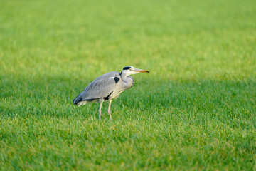 Obraz na płótnie Canvas Beautiful gray heron bird walks in the grass with an insect in its beak. A natural background, grass.