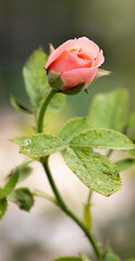 Close up beautiful pink rose in garden