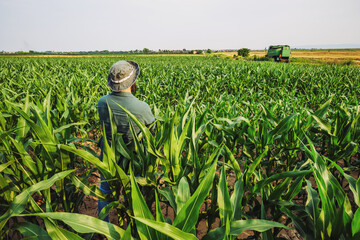 Portrait of farmer who is cultivating corn. Agricultural occupation.