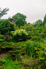 Fototapeta premium Summer garden with lots of green lush plants and flowers. Garden with dense plantations of trees, shrubs and flowers.