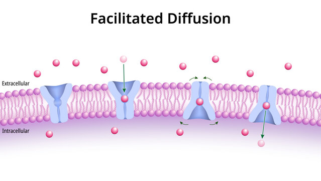 Facilitated Diffusion - Membrane Transport - Molecules Across Cell Membrane - Medical Vector Illustration
